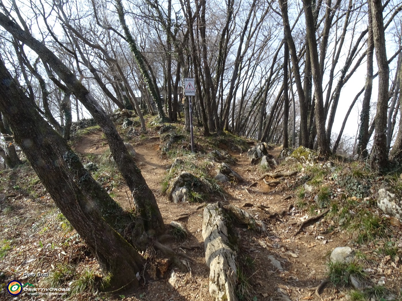 52 Sentiero adornato da carpini neri ben cresciuti in cresta di vetta del Monte Ubione.JPG